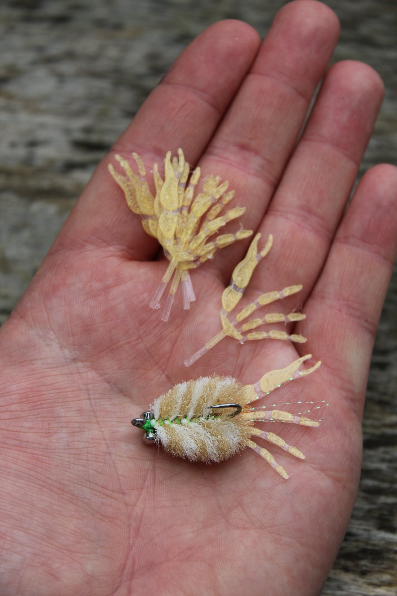 Arabian Fleeing Crab