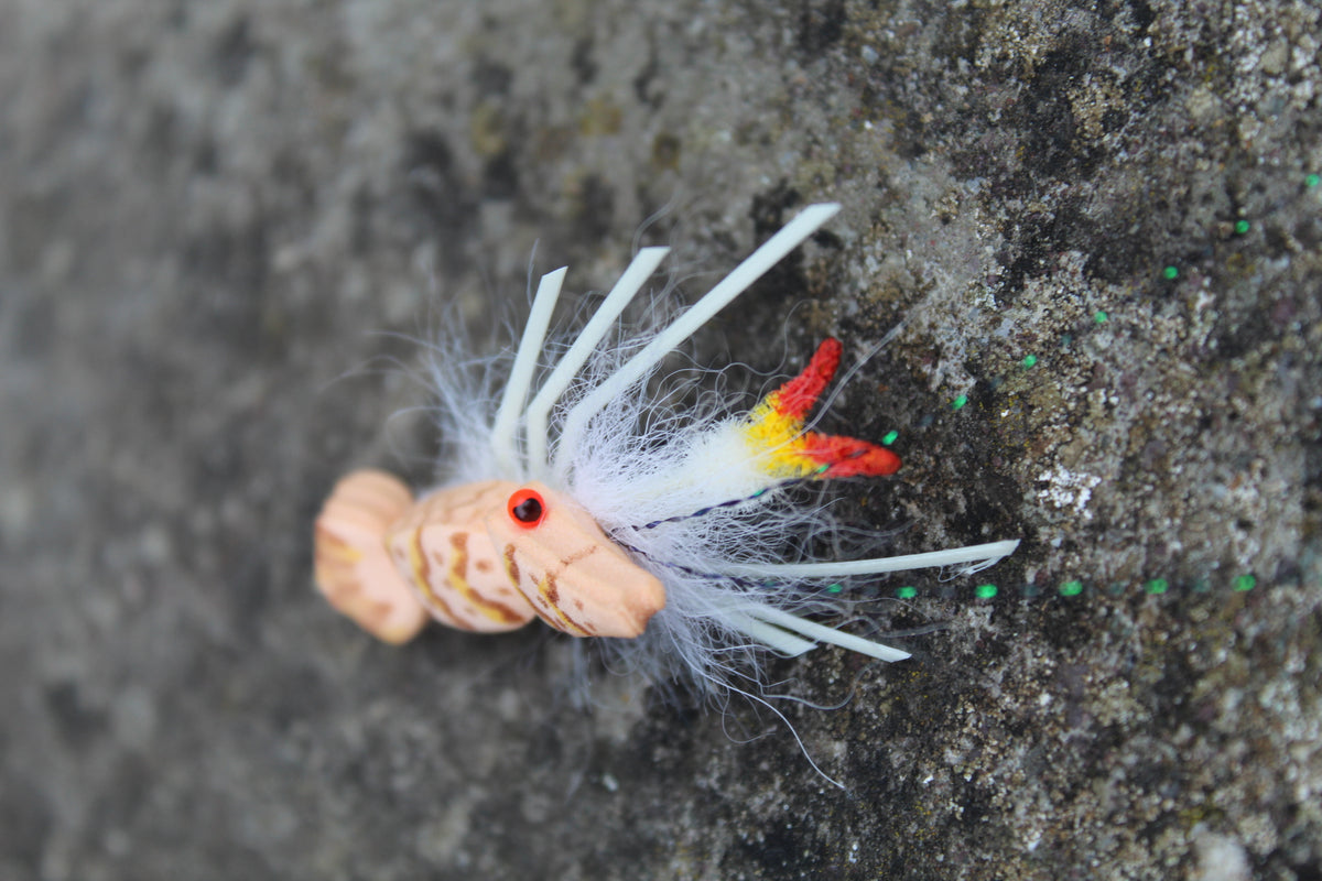 Popping tiger Strong Arm Shrimp #4