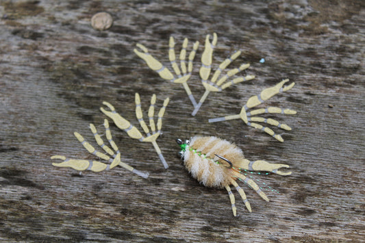 Arabian Fleeing Crab