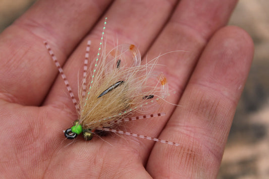 Curly tail Mantis- Tan #2