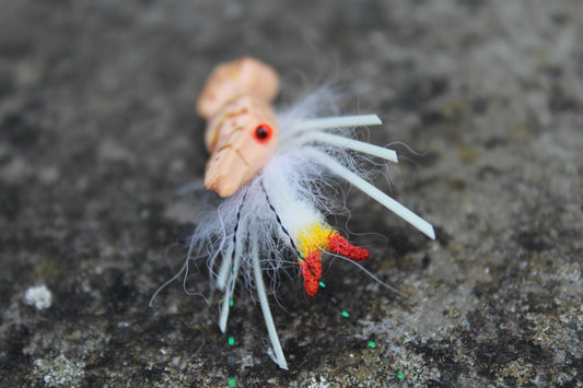 Popping tiger Strong Arm Shrimp #4